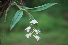 Dendrobium heyneanum